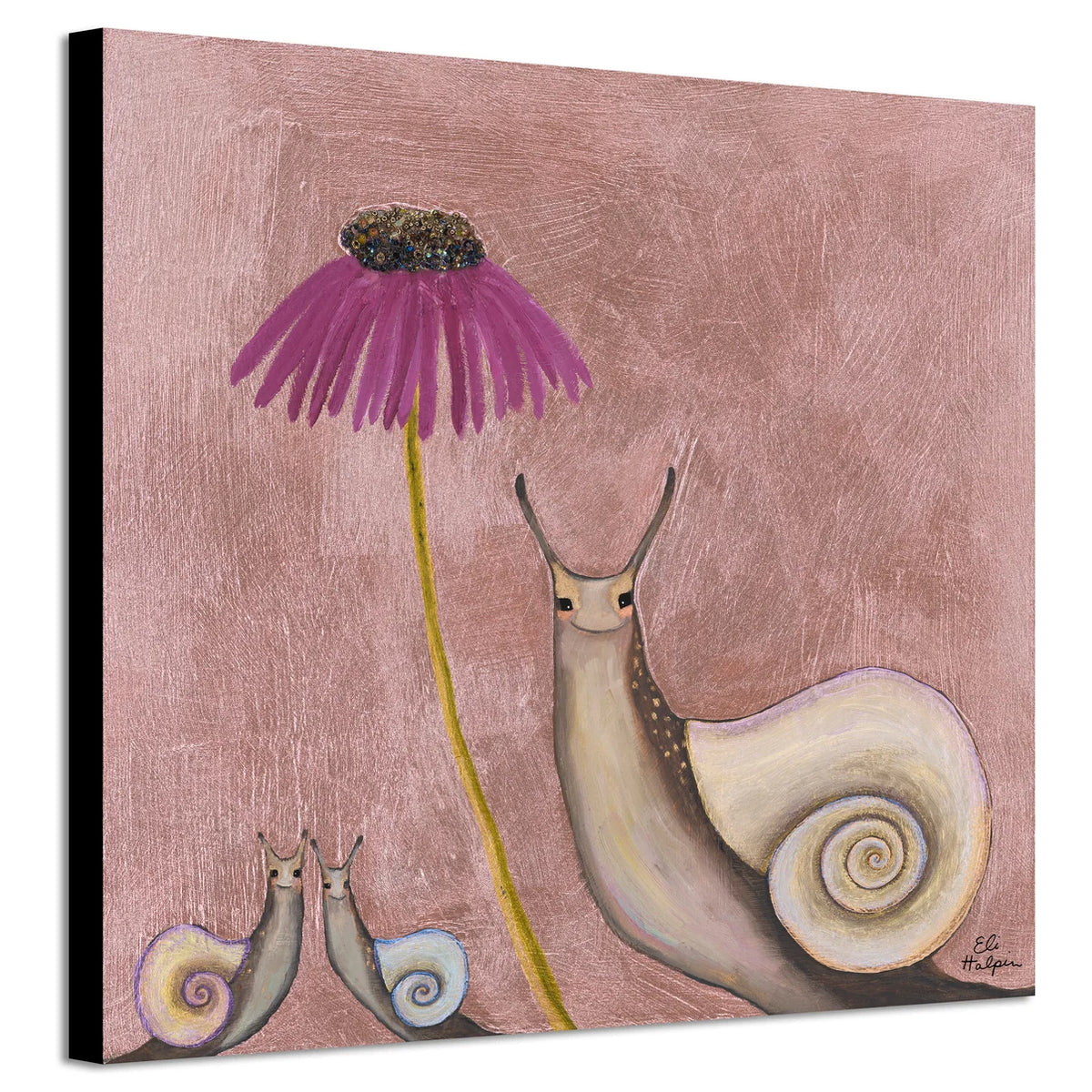 Snail Shells 12x12 Canvas Print by Eli Halpin